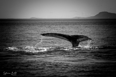 IMG_8762