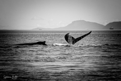 IMG_8767