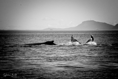 IMG_8768